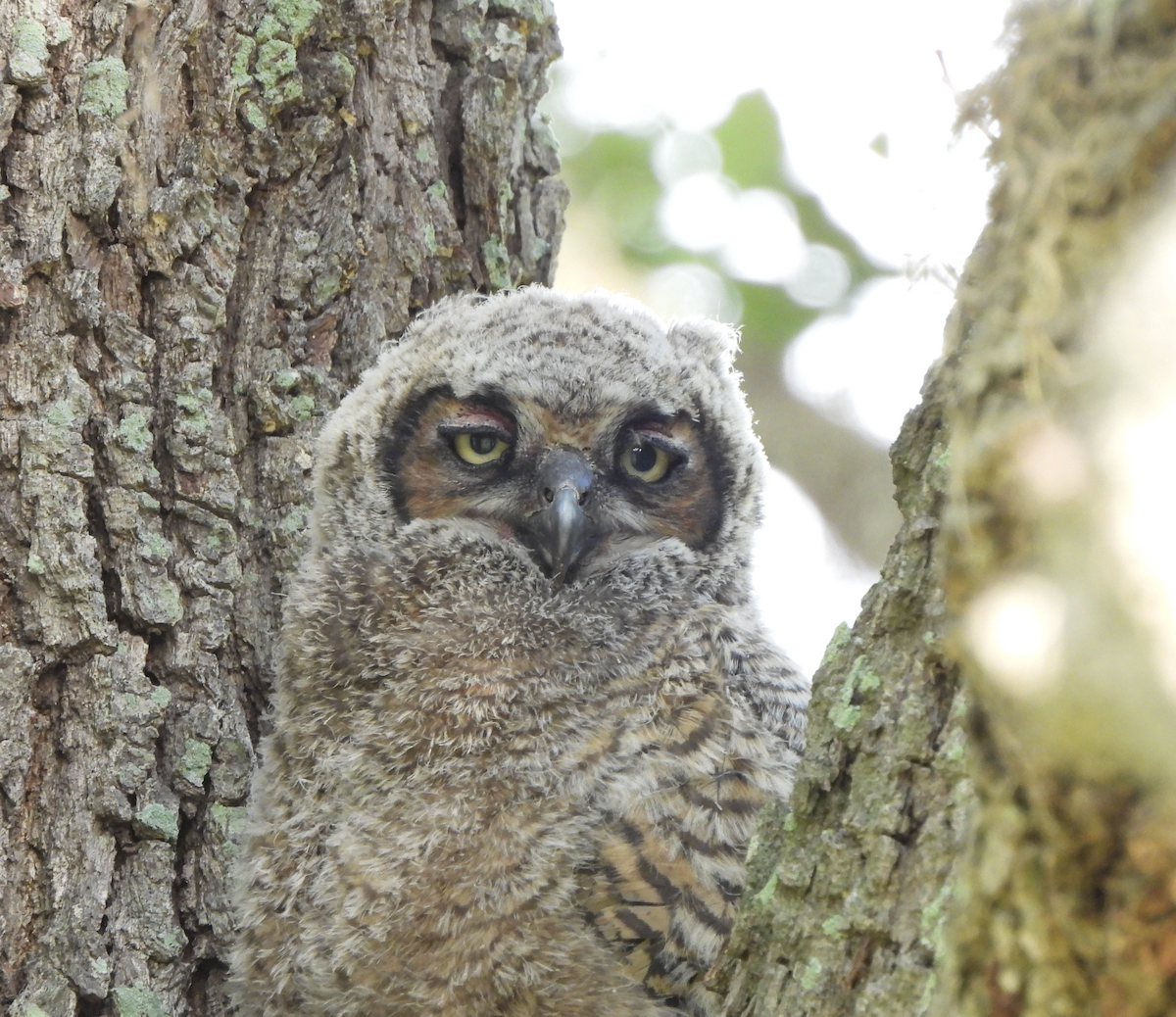 Great Horned Owl - ML617381920