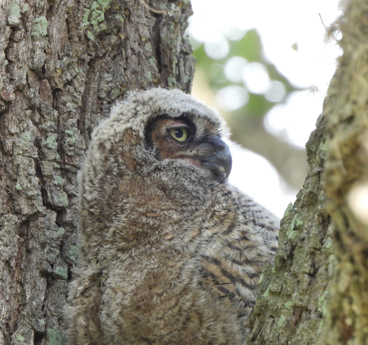 Great Horned Owl - ML617381921