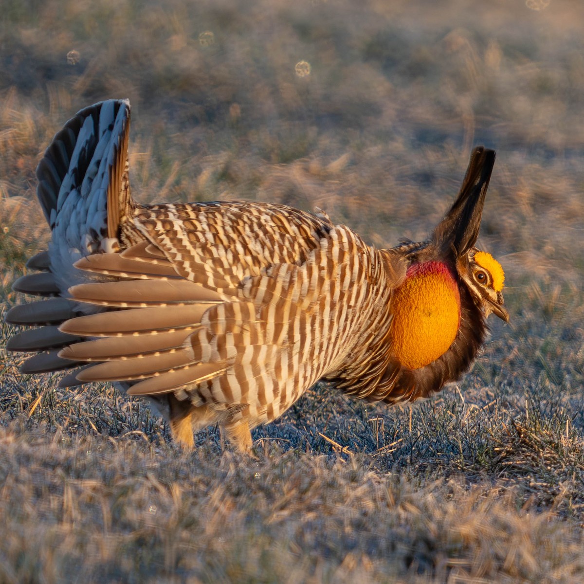Greater Prairie-Chicken - ML617381961