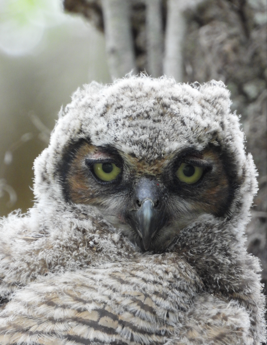 Great Horned Owl - ML617381973