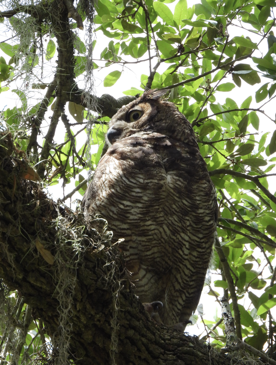 Great Horned Owl - ML617381974