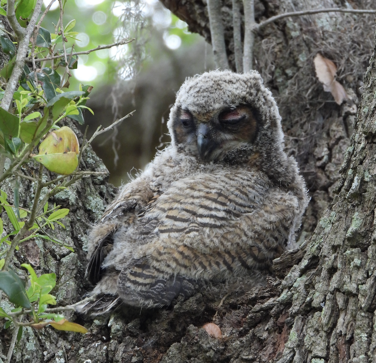 Great Horned Owl - ML617381975