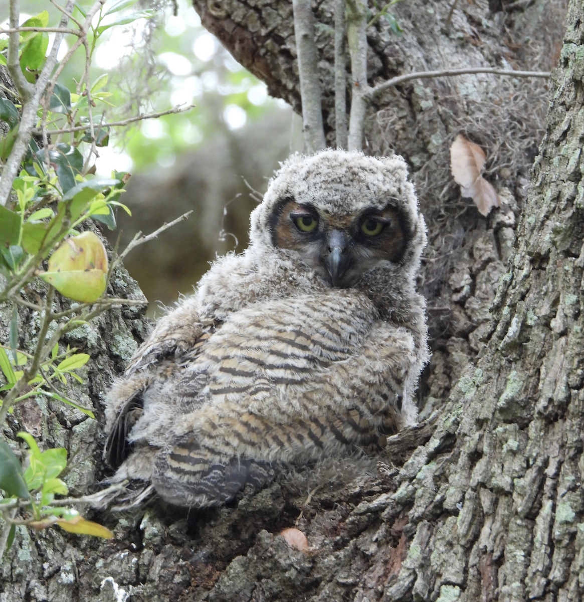 Great Horned Owl - ML617381976