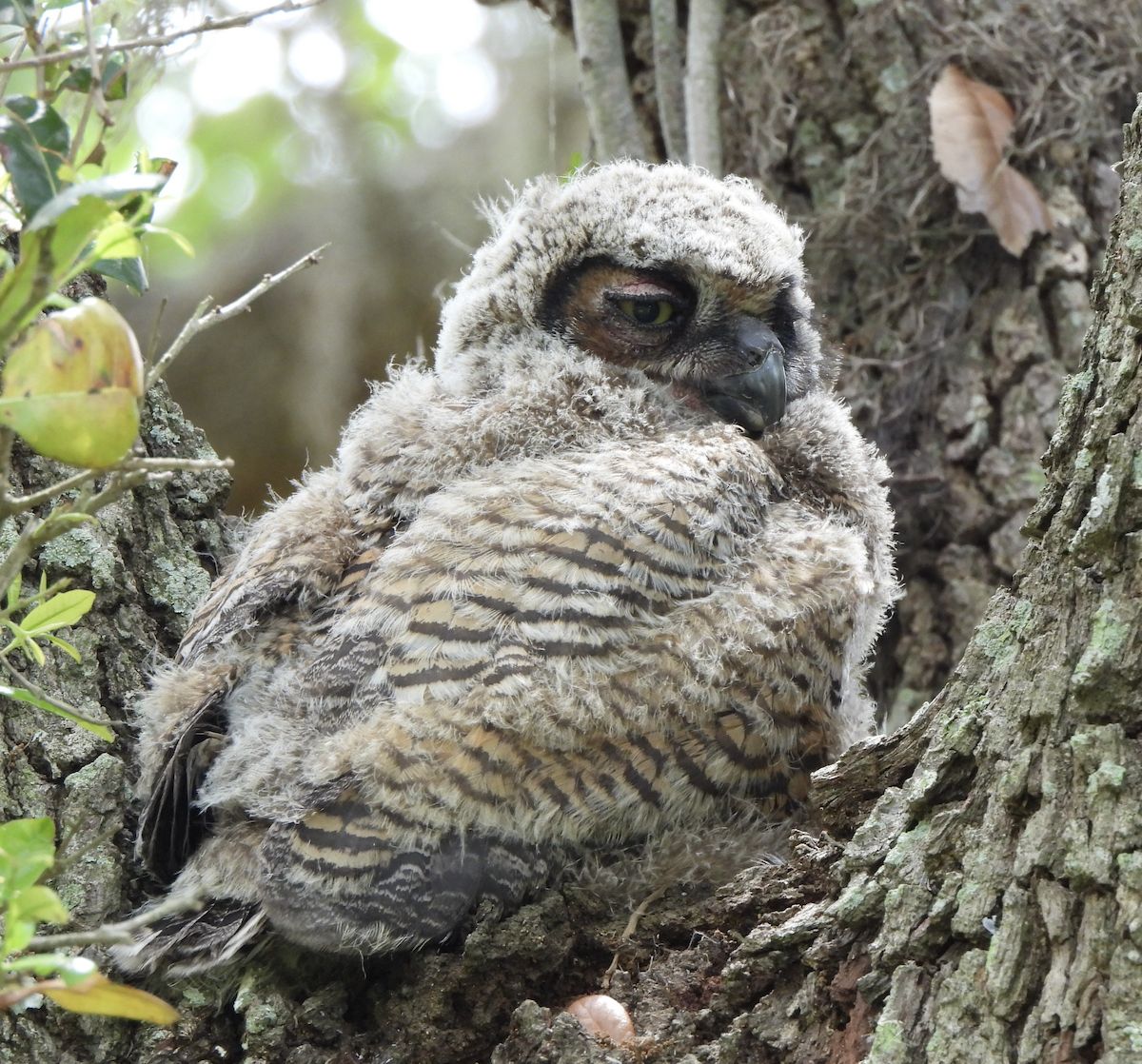 Great Horned Owl - ML617381977