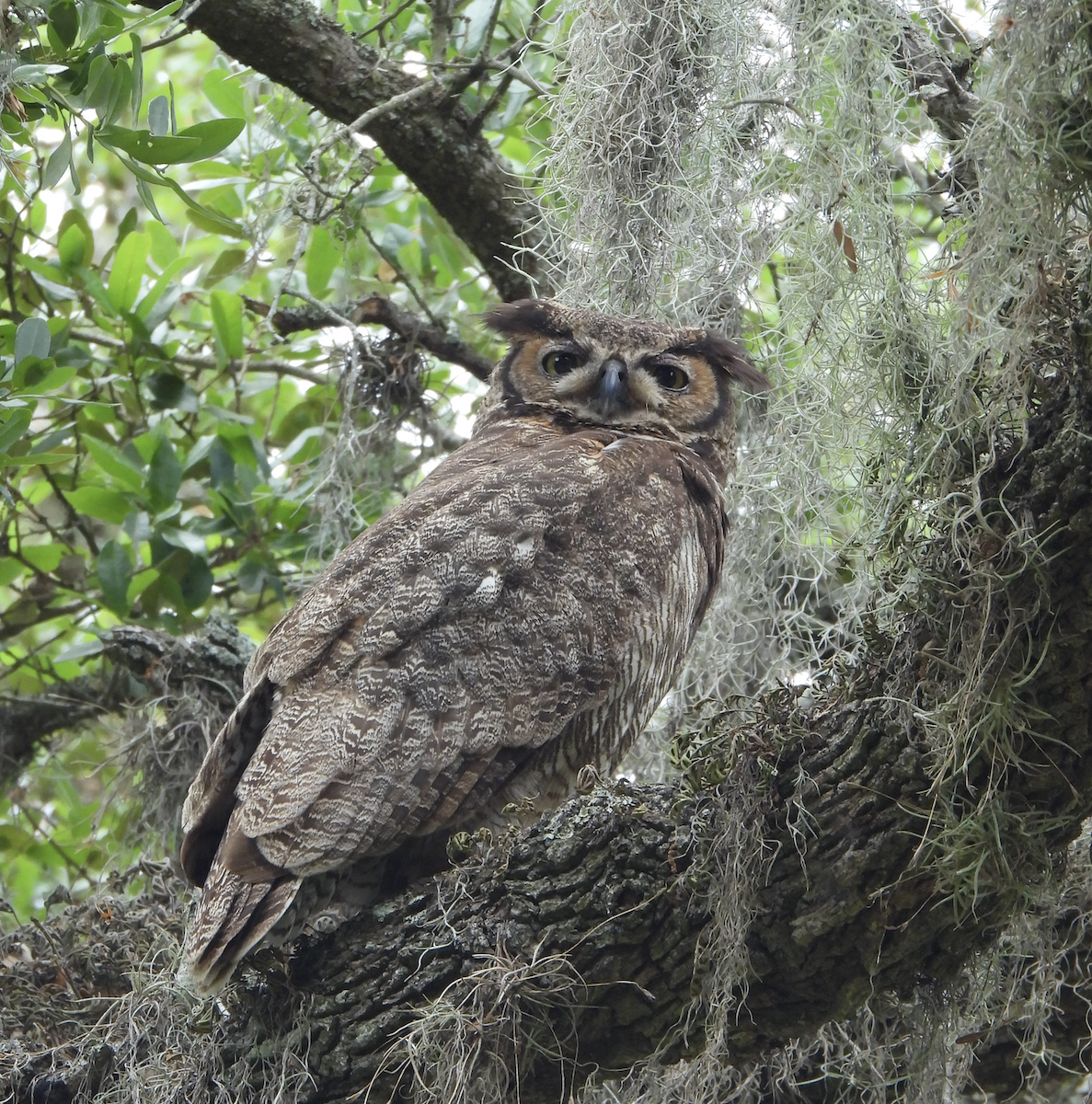 Great Horned Owl - ML617381978
