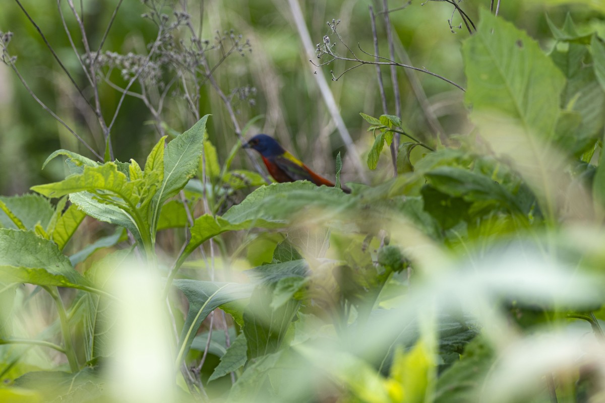 Painted Bunting - ML617382003