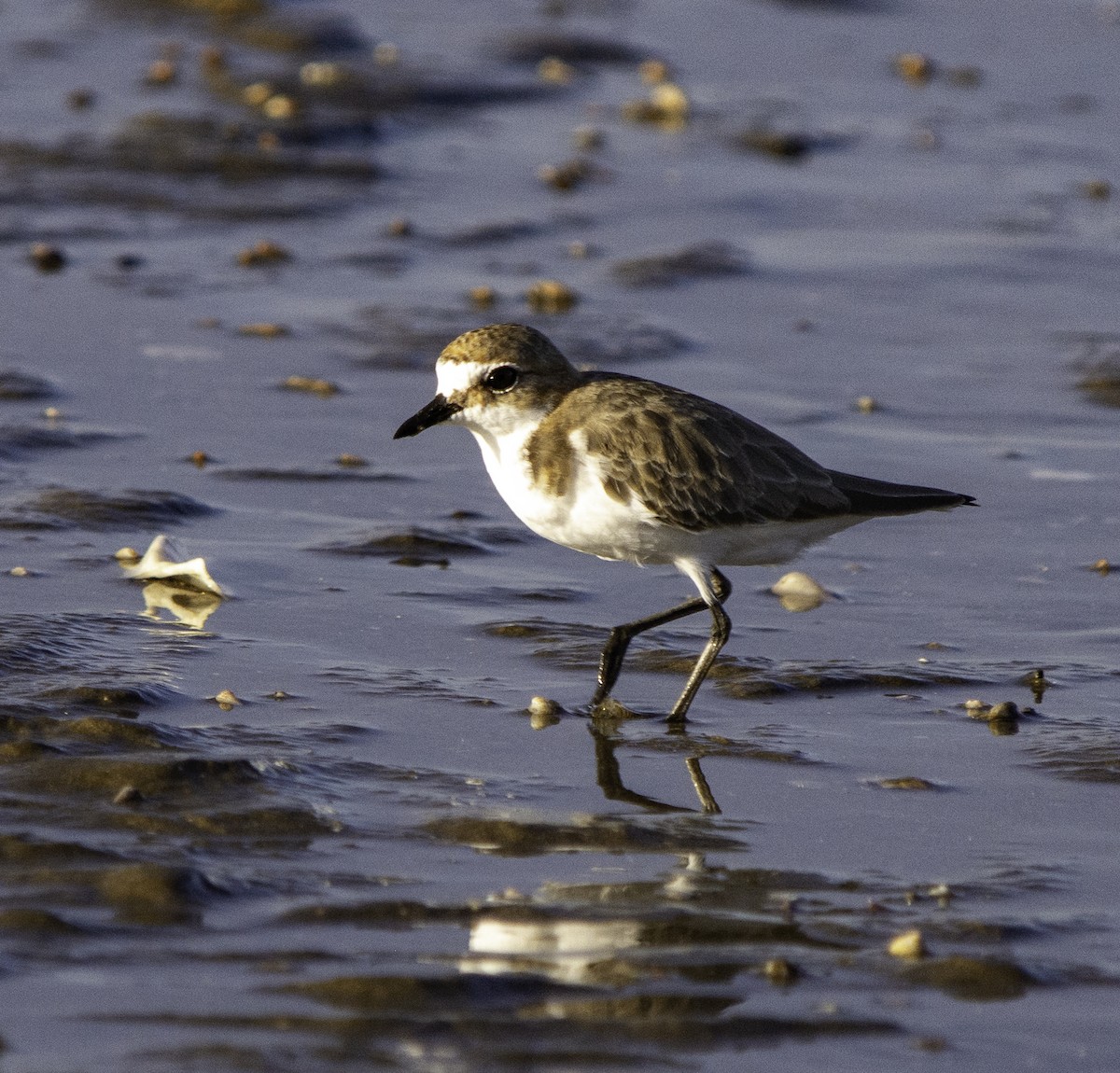 Red-capped Plover - ML617382228