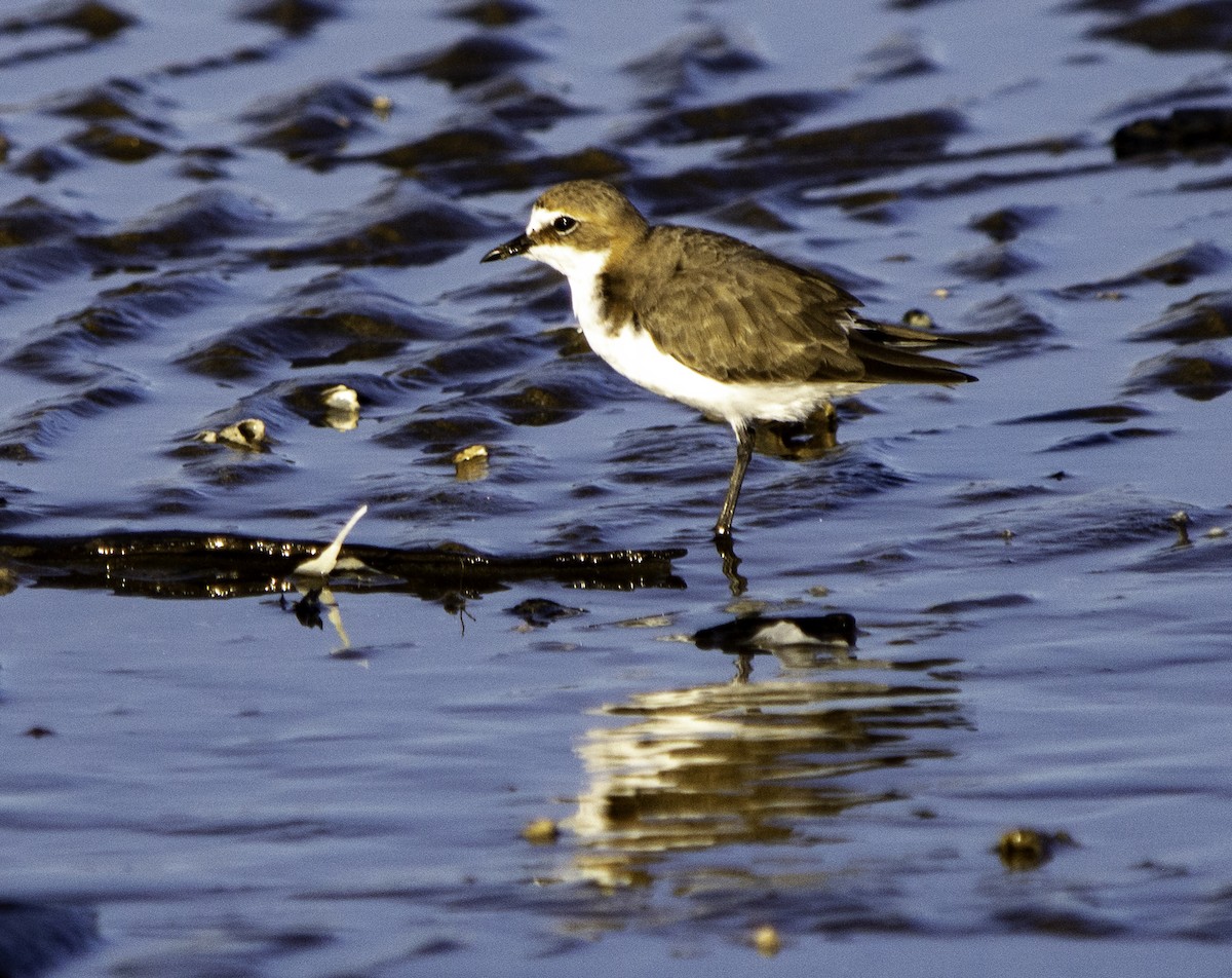 Red-capped Plover - Rebel Warren and David Parsons