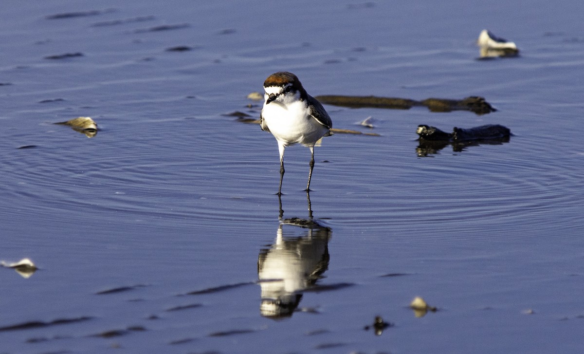 Red-capped Plover - ML617382231