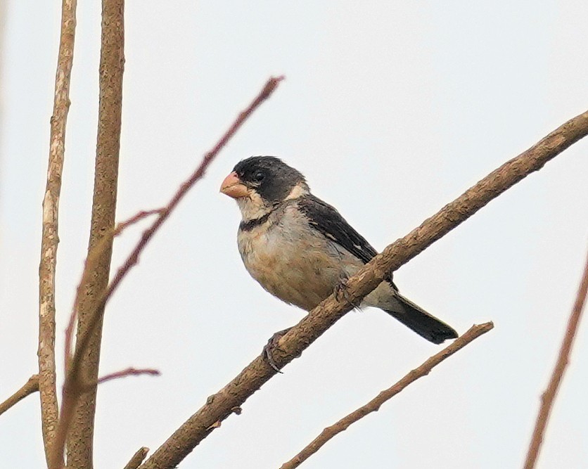 White-throated Seedeater - ML617382387
