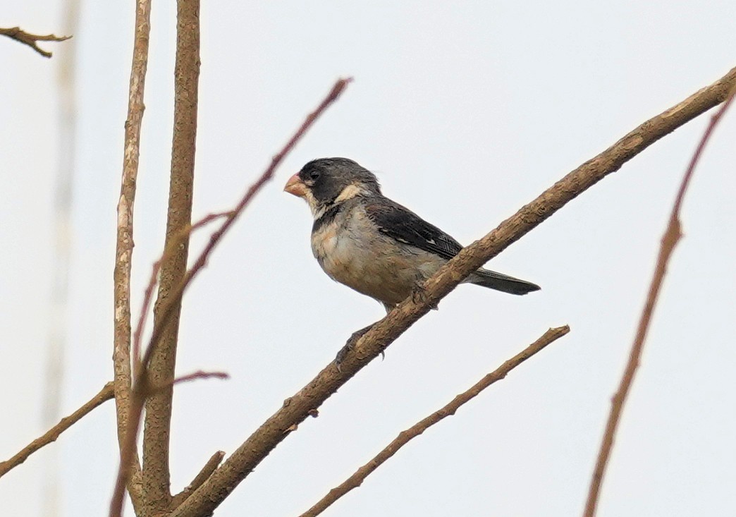 White-throated Seedeater - ML617382388