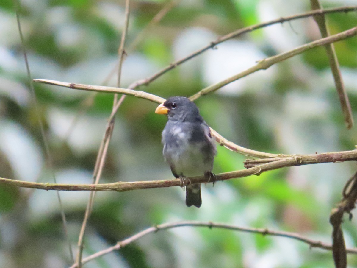 Slate-colored Seedeater - Tom Edell