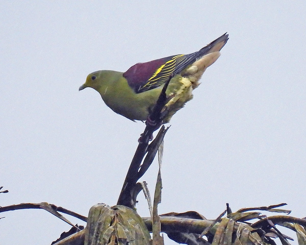 Sri Lanka Green-Pigeon - ML617382486
