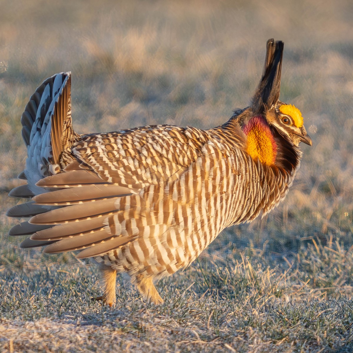 Greater Prairie-Chicken - ML617382515