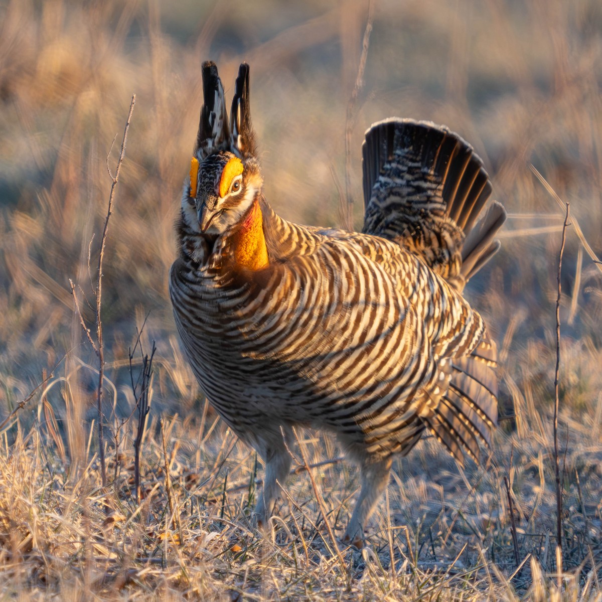Greater Prairie-Chicken - ML617382516
