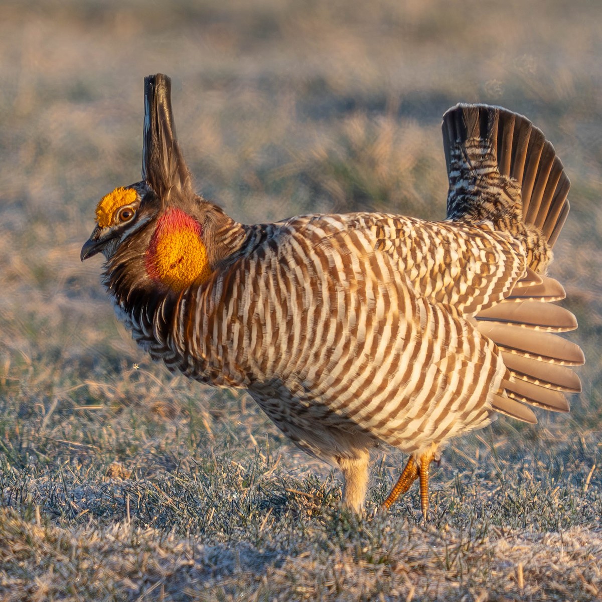 Greater Prairie-Chicken - ML617382517