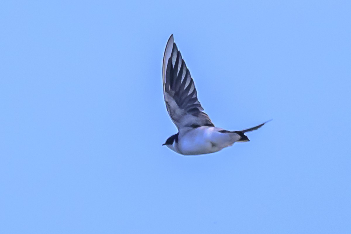 White-rumped Swallow - ML617382529