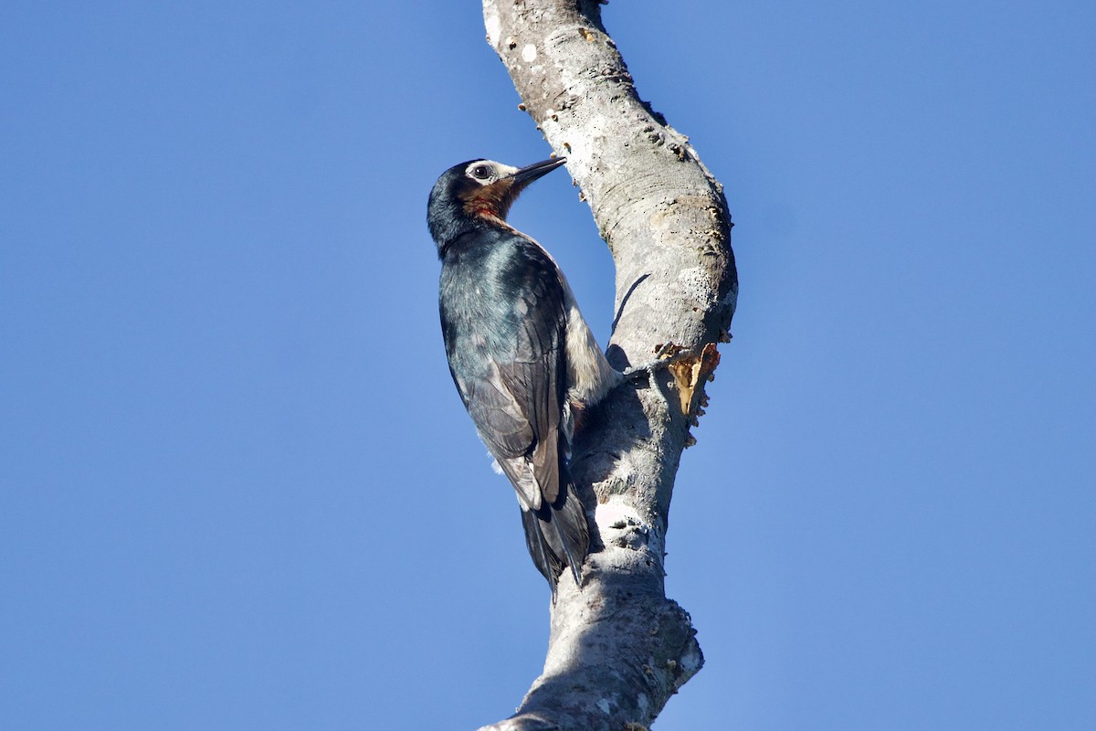 Puerto Rican Woodpecker - ML617382552