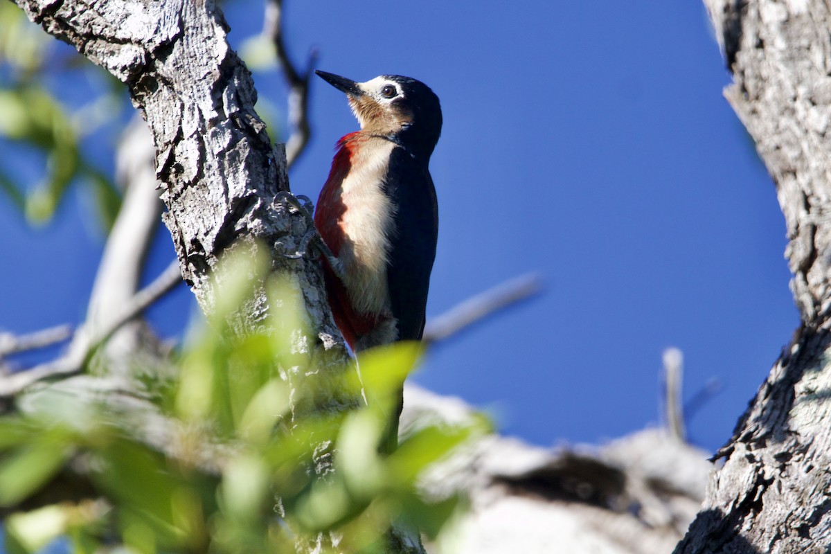 Puerto Rican Woodpecker - Dimitris Salas