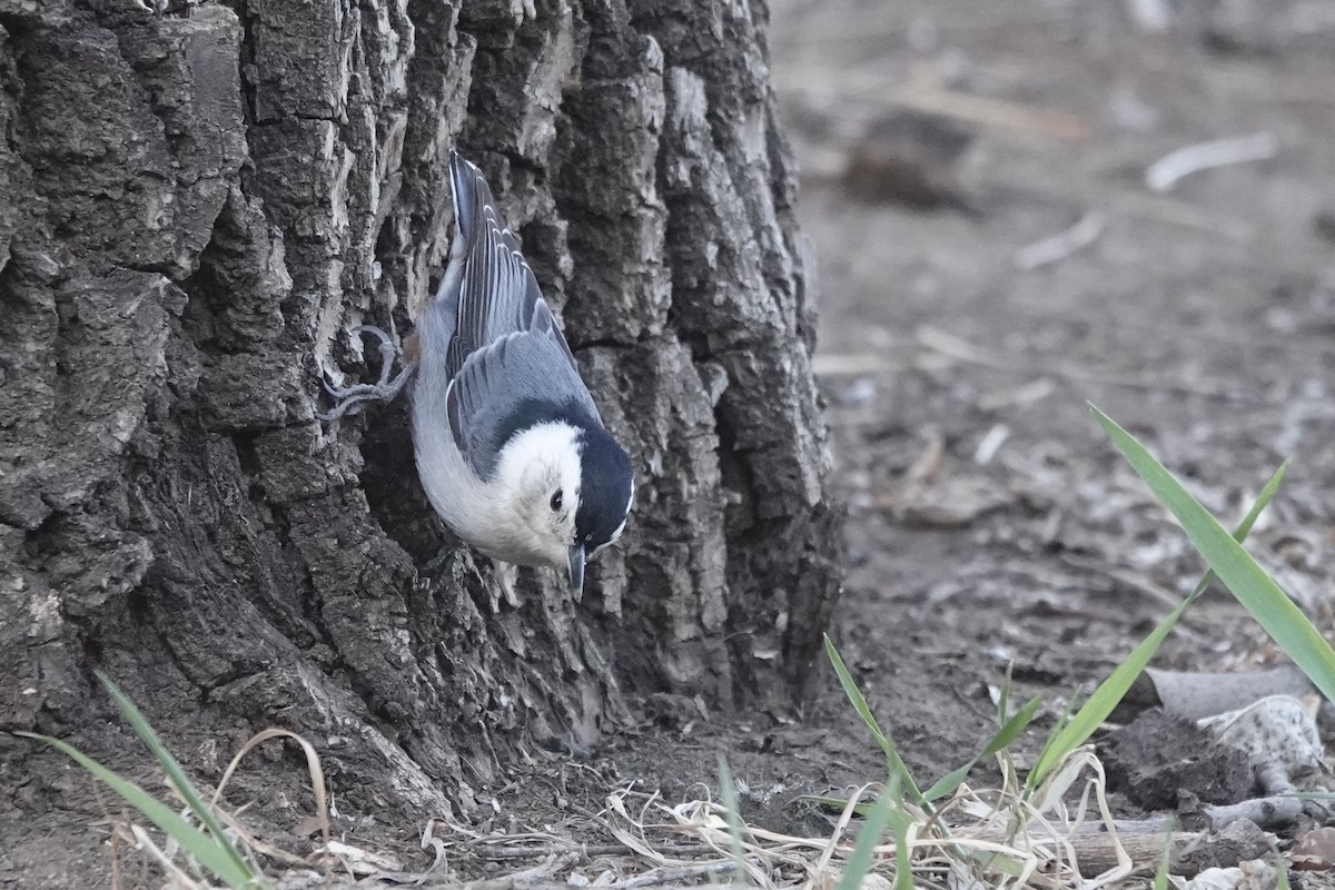 White-breasted Nuthatch - ML617382629