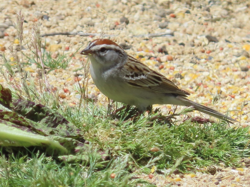 Chipping Sparrow - ML617382786