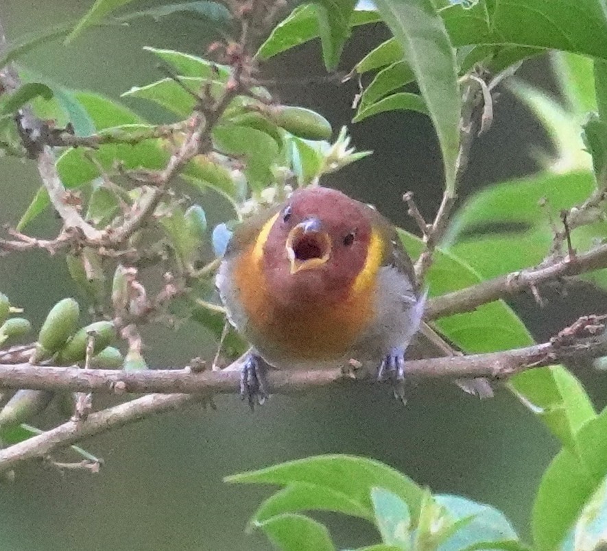 Rufous-headed Tanager - ML617382795