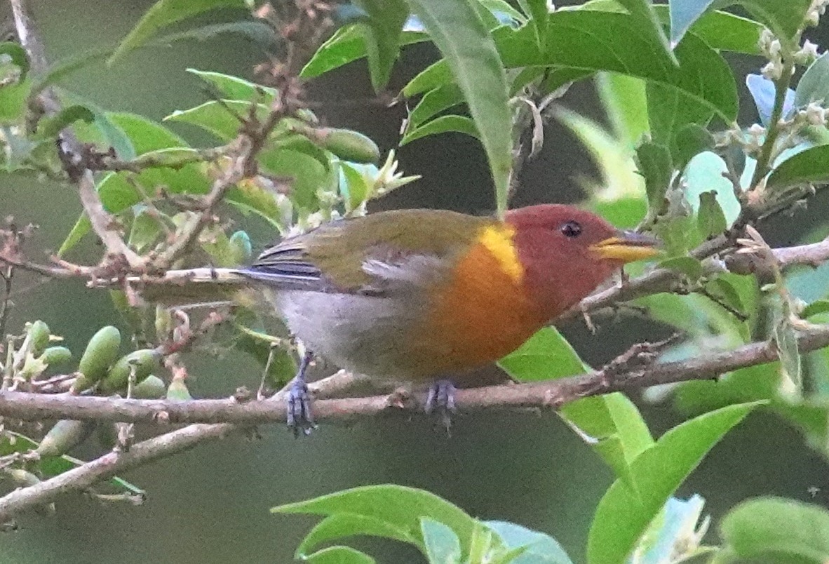 Rufous-headed Tanager - ML617382796