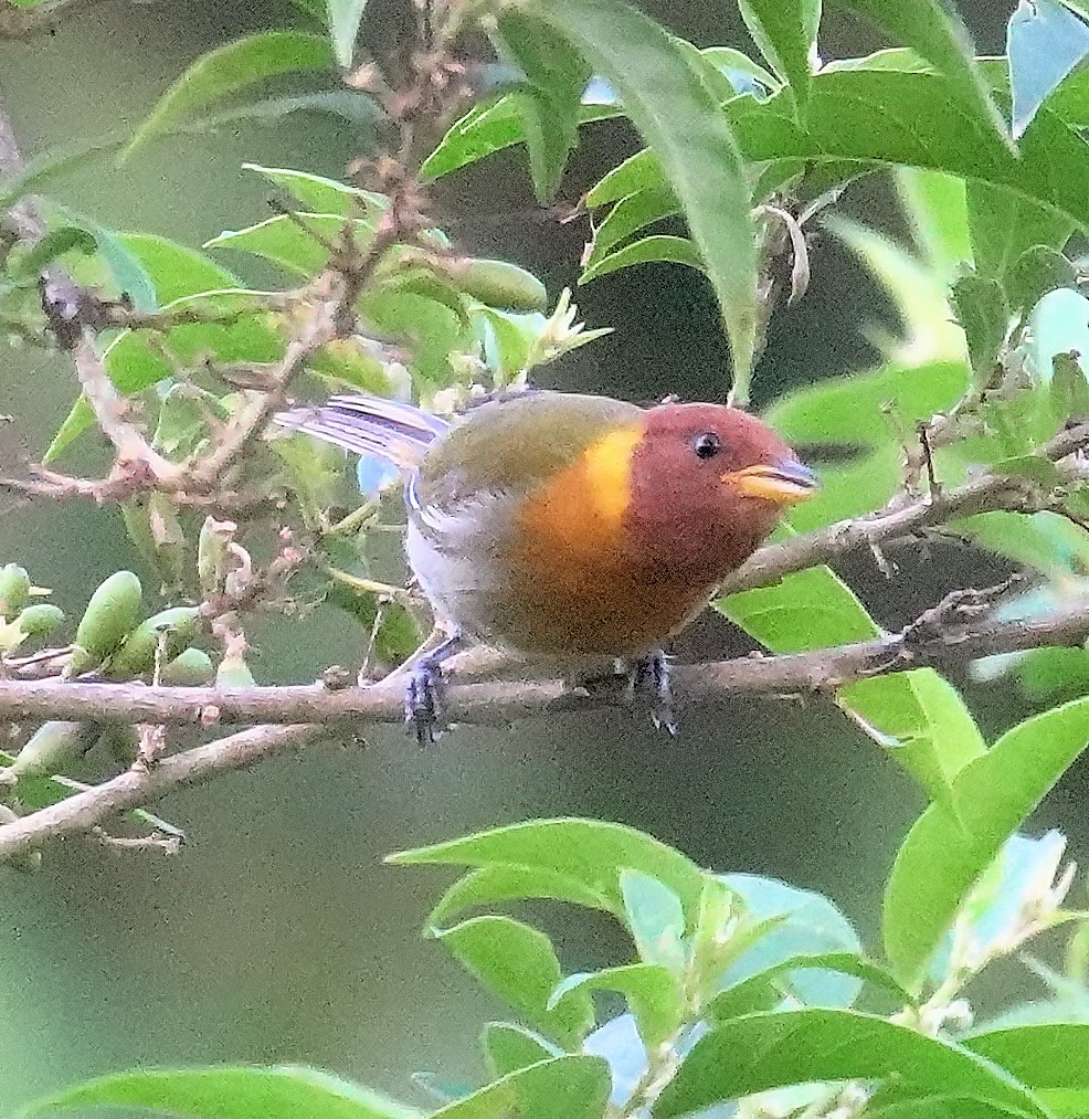 Rufous-headed Tanager - ML617382797