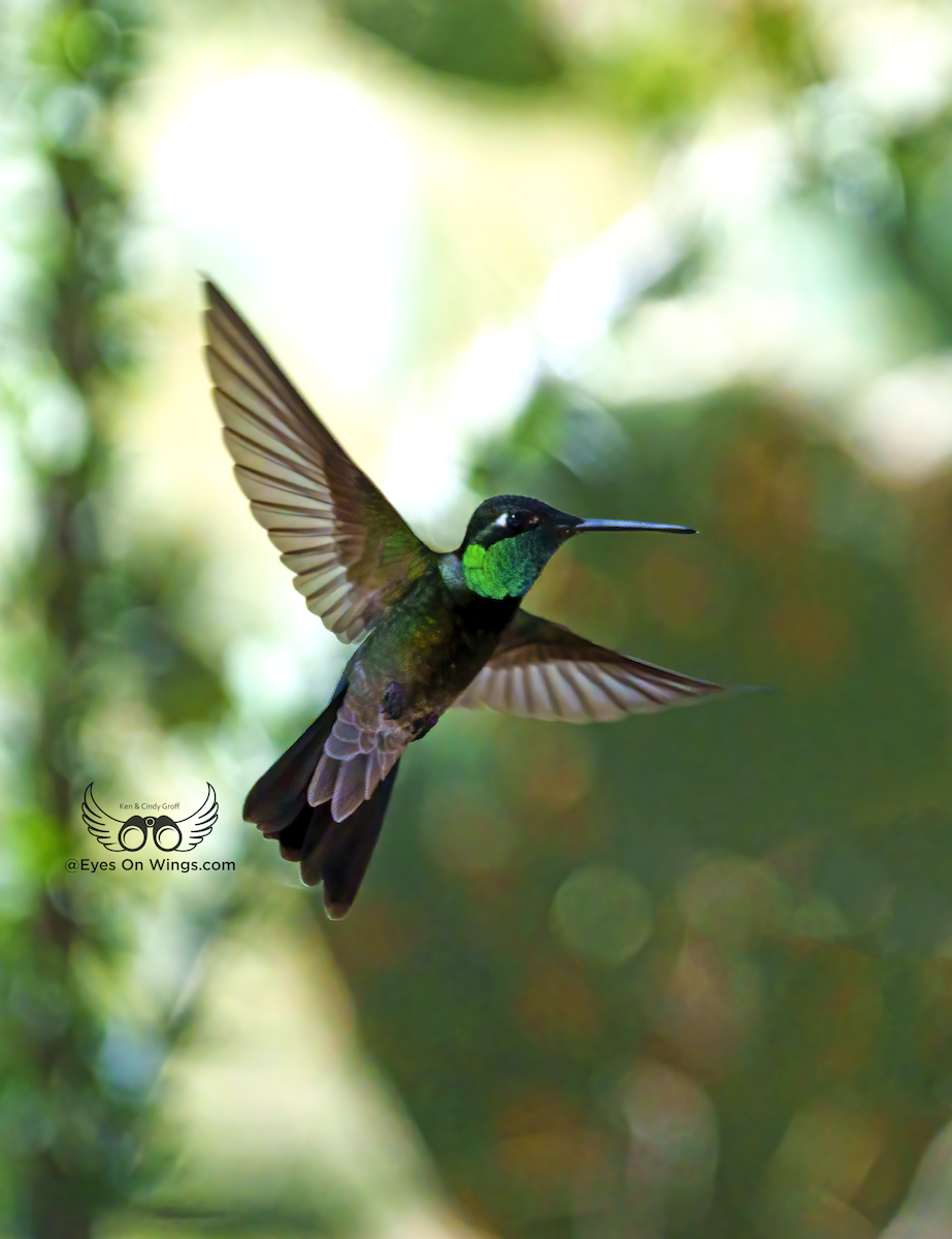 Rivoli's Hummingbird - ML617382824