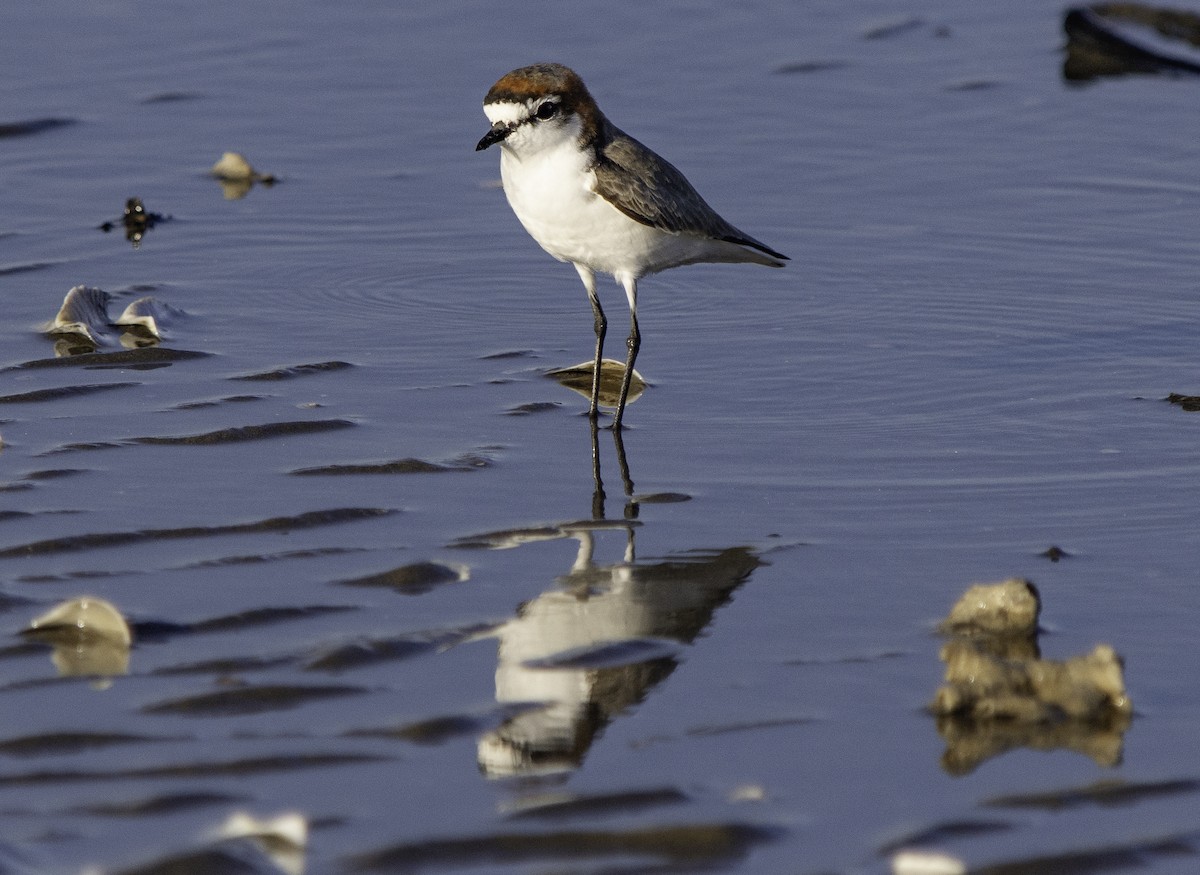 Red-capped Plover - ML617382850