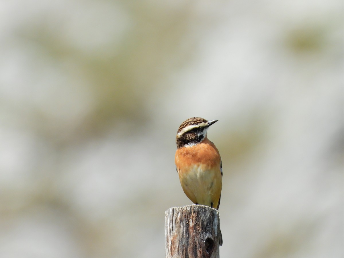 Whinchat - ML617383019