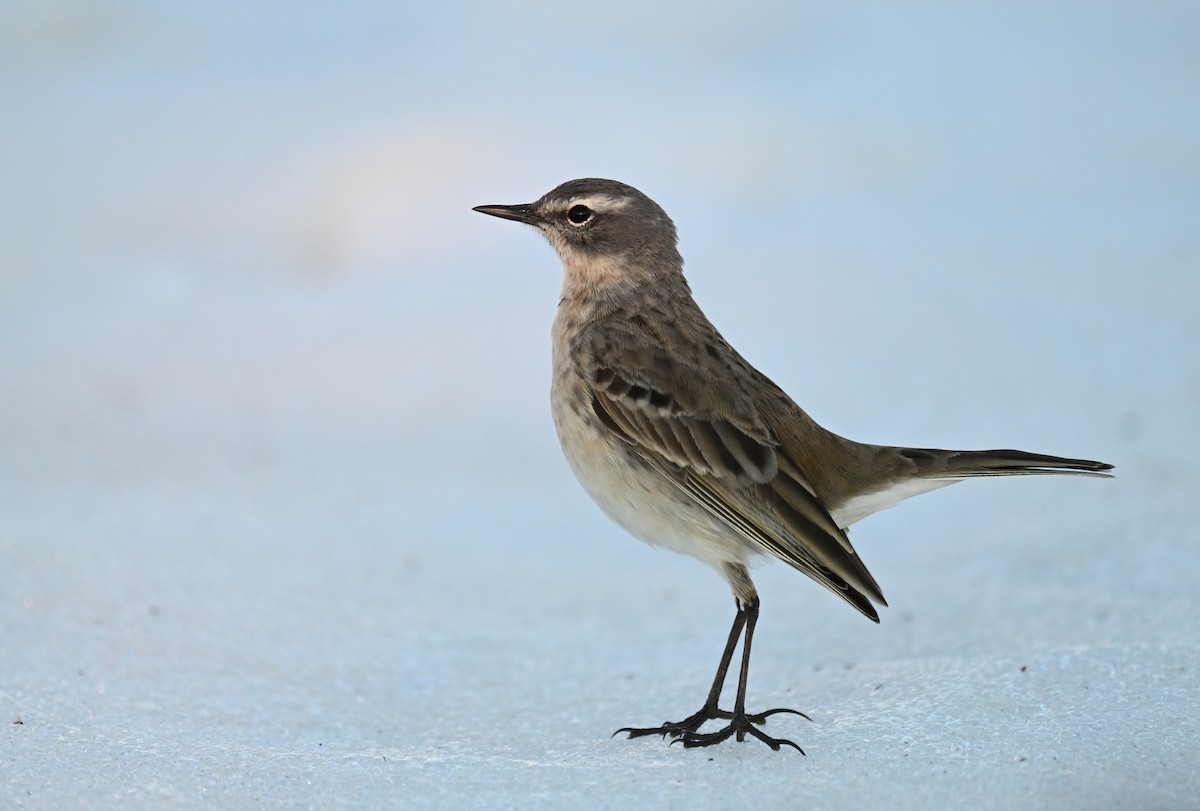 Water Pipit - ML617383036