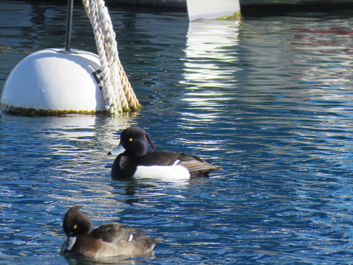 Tufted Duck - ML617383046