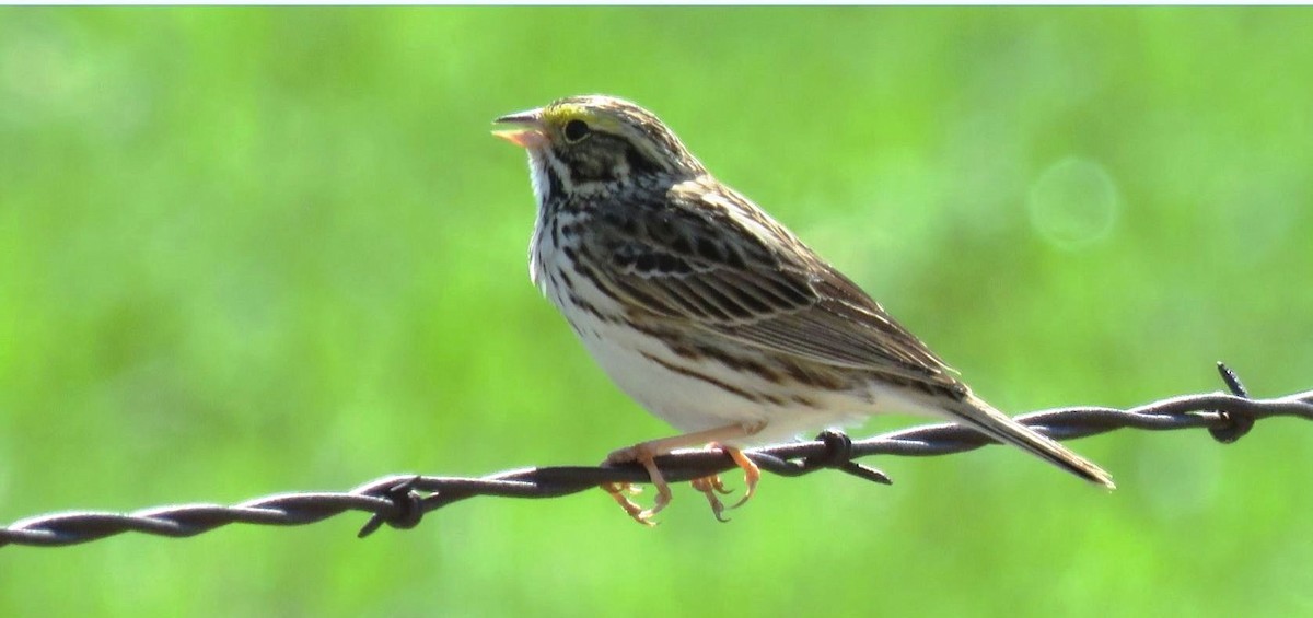 Savannah Sparrow - ML617383069