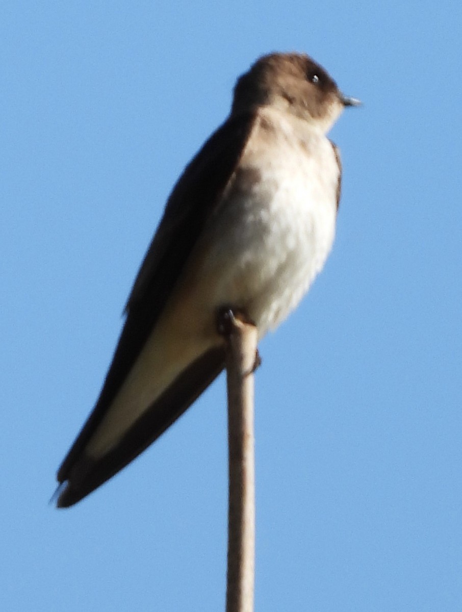 Northern Rough-winged Swallow - ML617383108