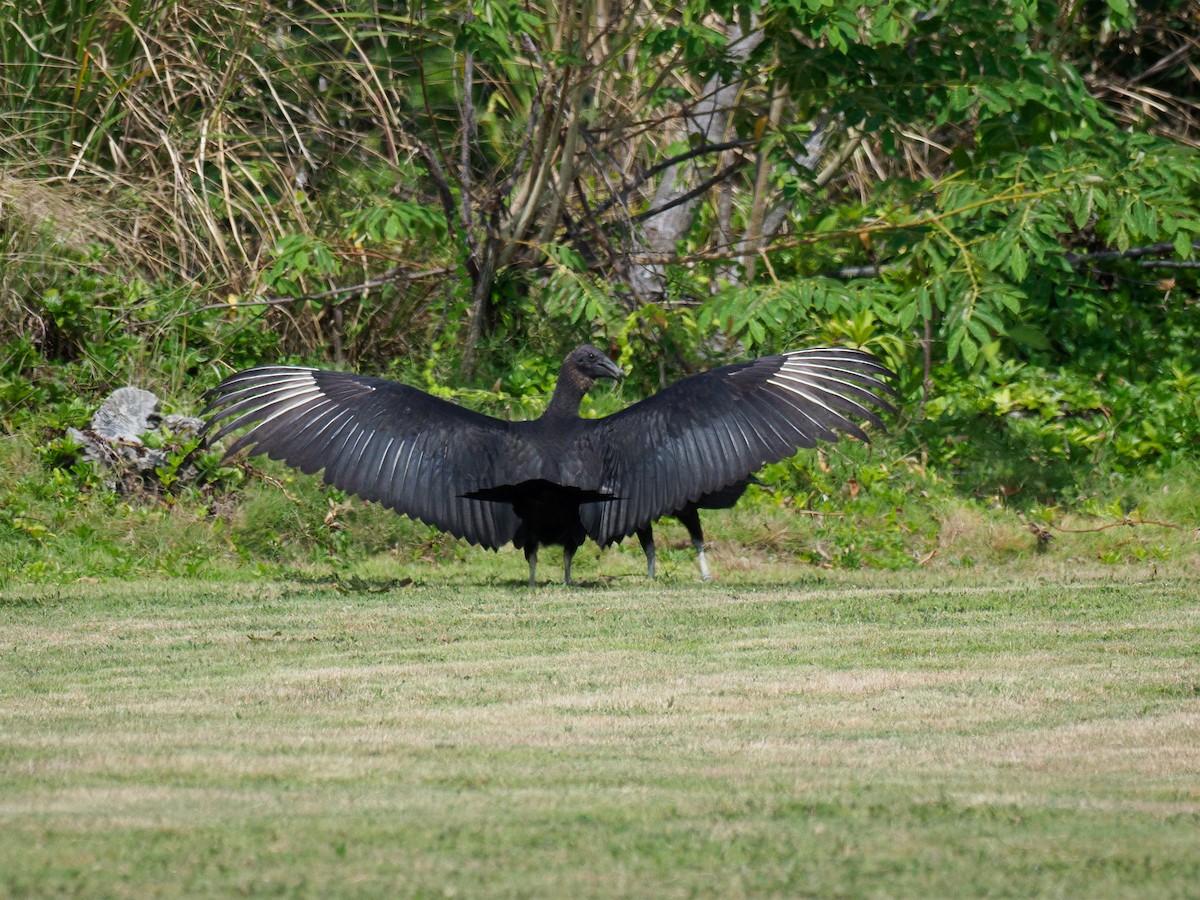 Black Vulture - ML617383112