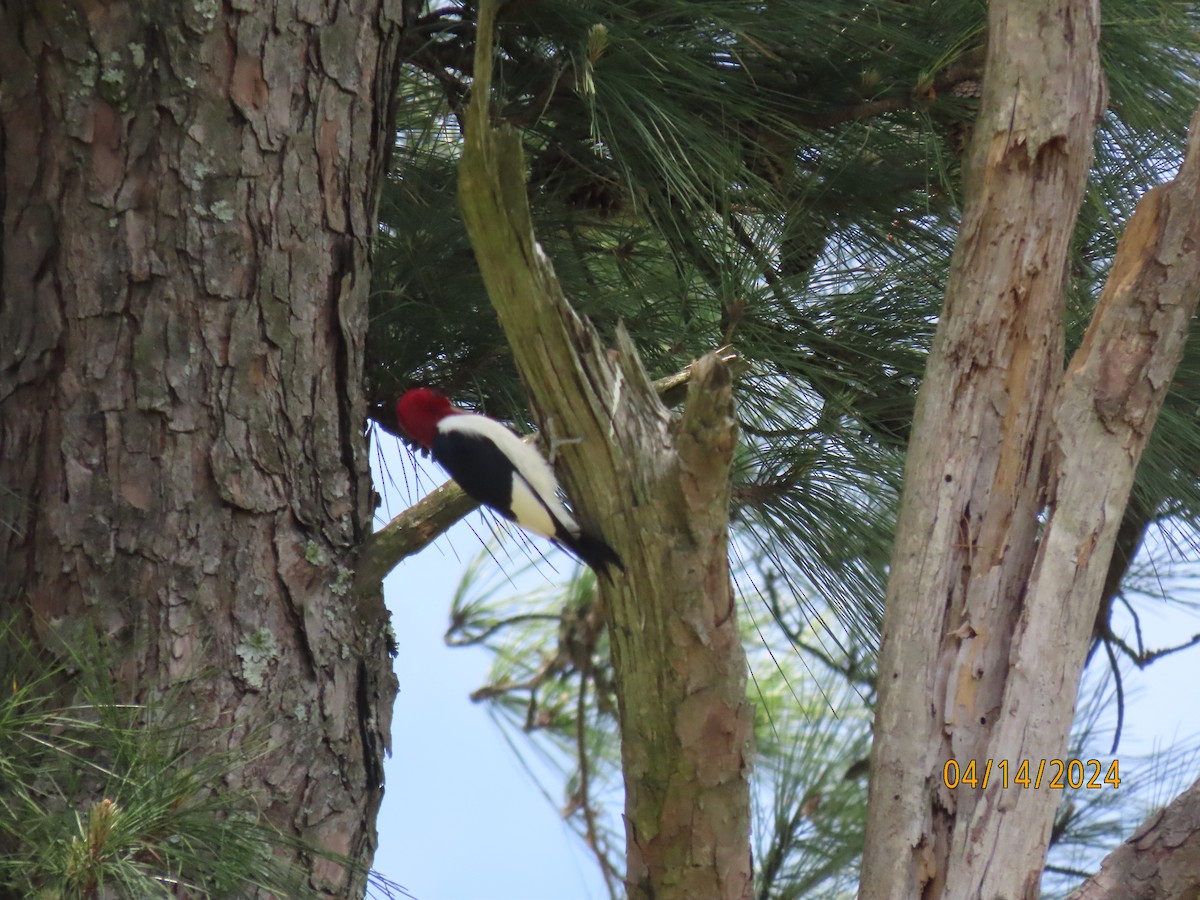 Red-headed Woodpecker - ML617383130