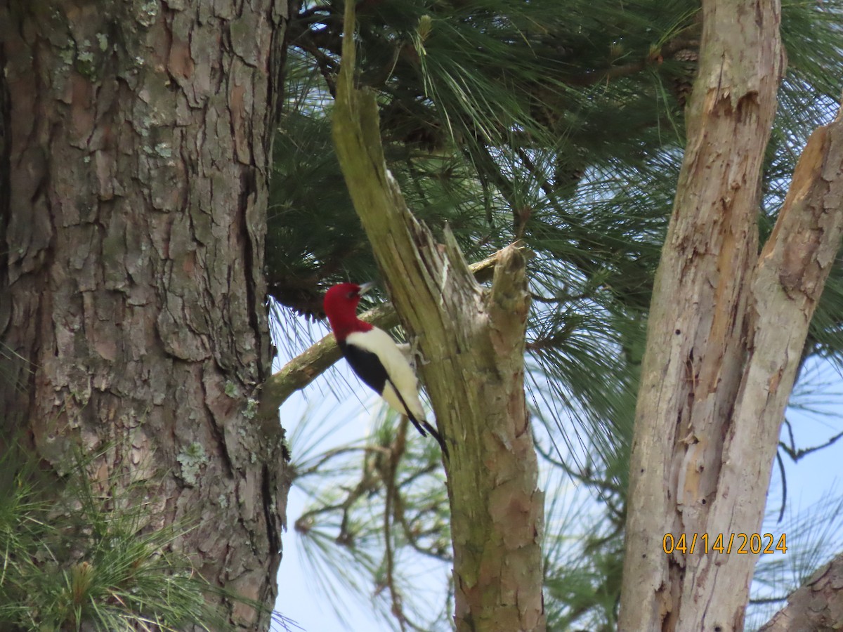 Red-headed Woodpecker - ML617383131