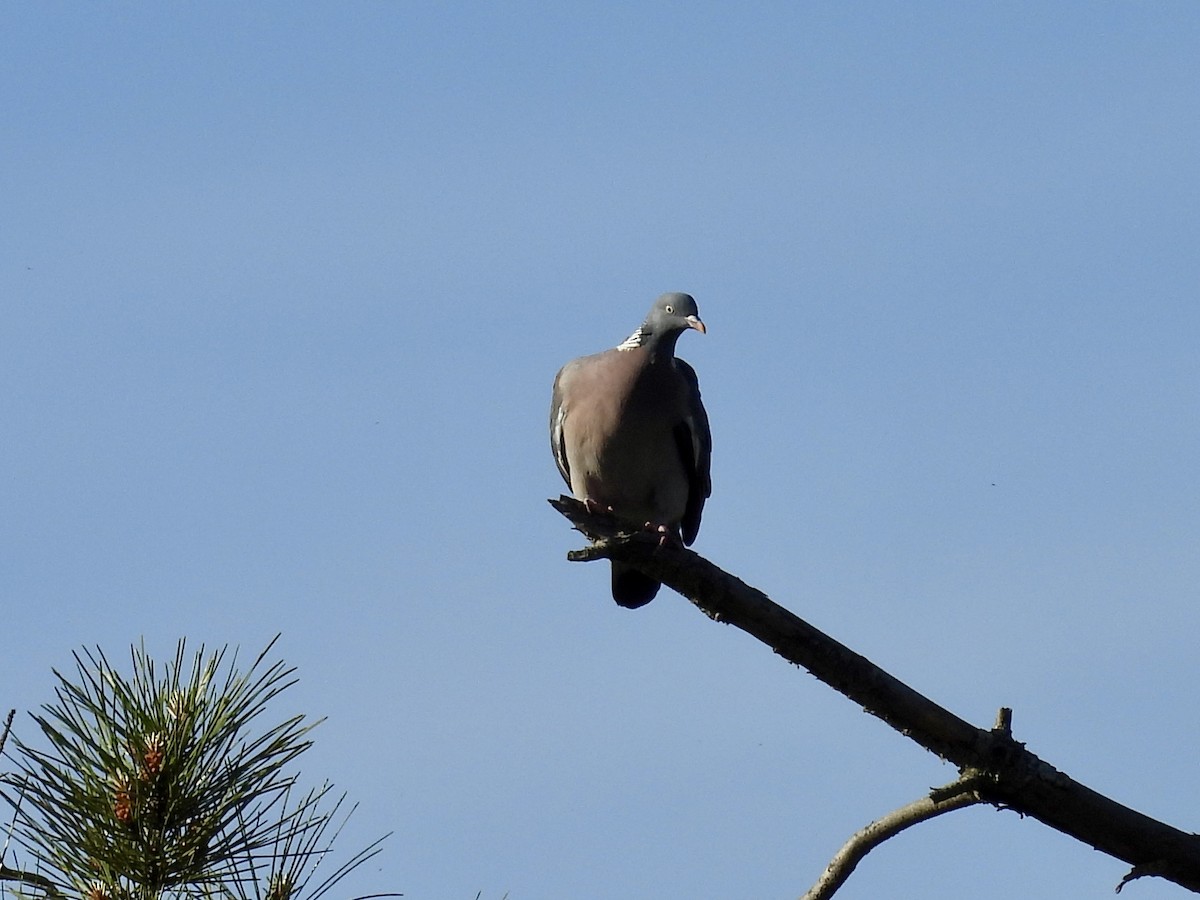 Common Wood-Pigeon - ML617383132