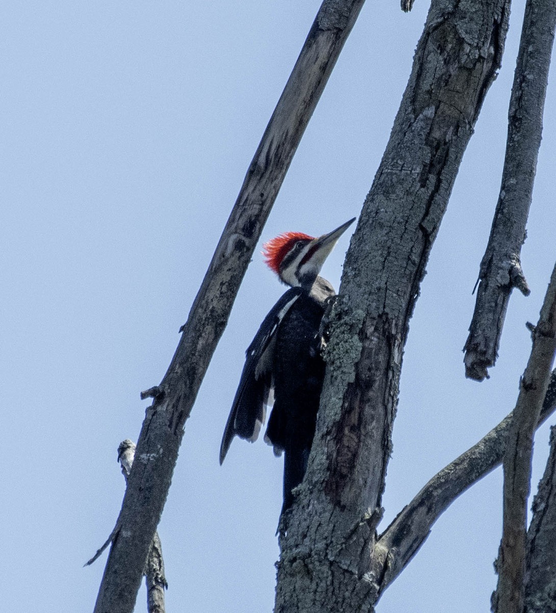 Pileated Woodpecker - ML617383141