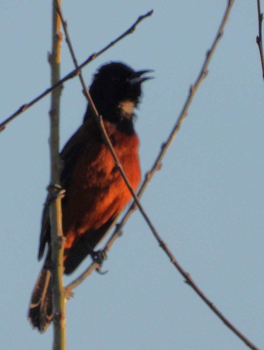 Orchard Oriole - ML617383172
