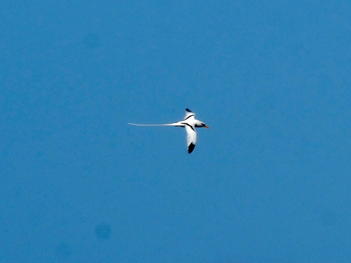 White-tailed Tropicbird - ML617383175