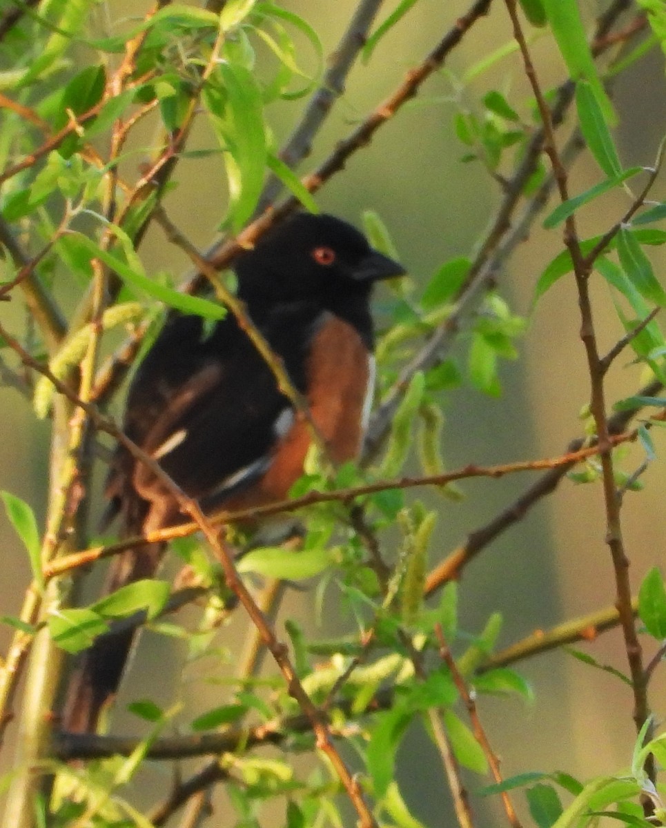 Eastern Towhee (Red-eyed) - Eric Haskell