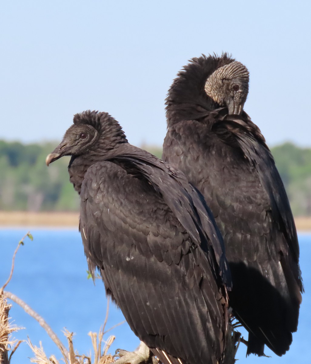 Black Vulture - ML617383201