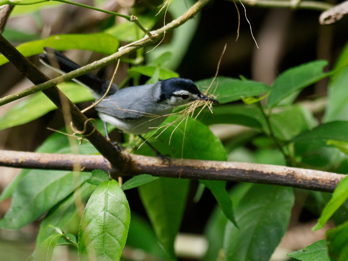 White-browed Gnatcatcher - Michele Kelly