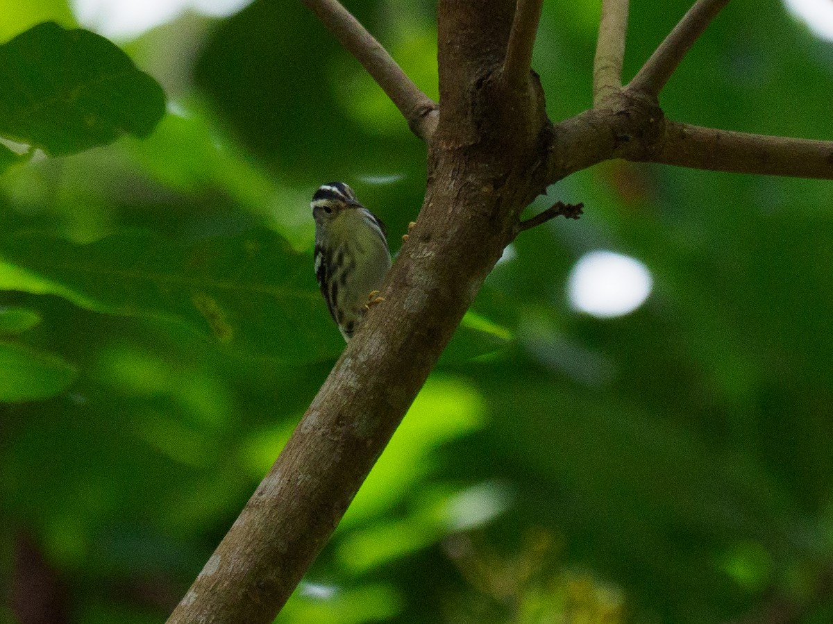 Black-and-white Warbler - ML617383451