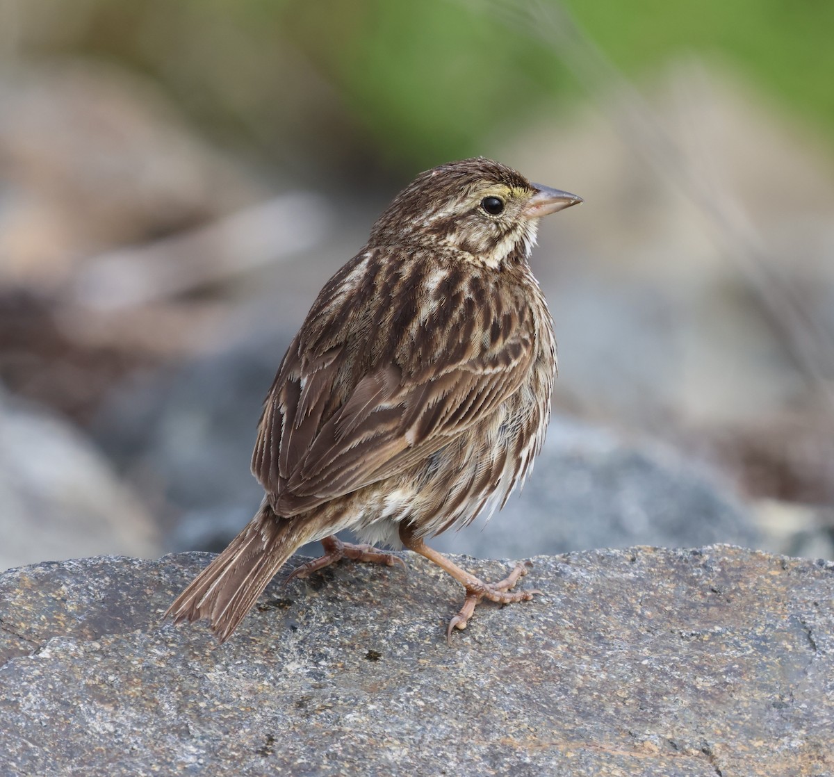 Savannah Sparrow (Belding's) - ML617383465