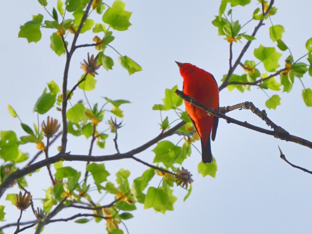 Scarlet Tanager - ML617383494