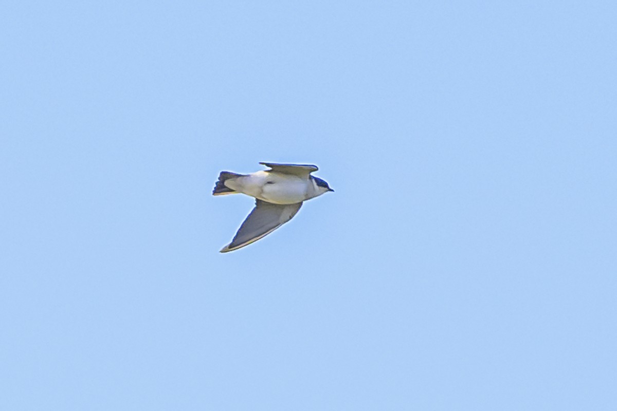 White-rumped Swallow - ML617383503