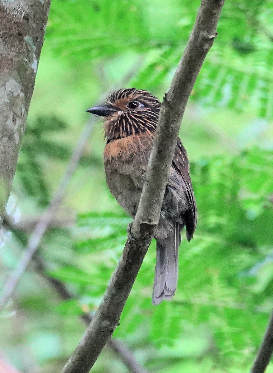 Crescent-chested Puffbird (Greater) - ML617383541
